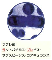 C[W摜